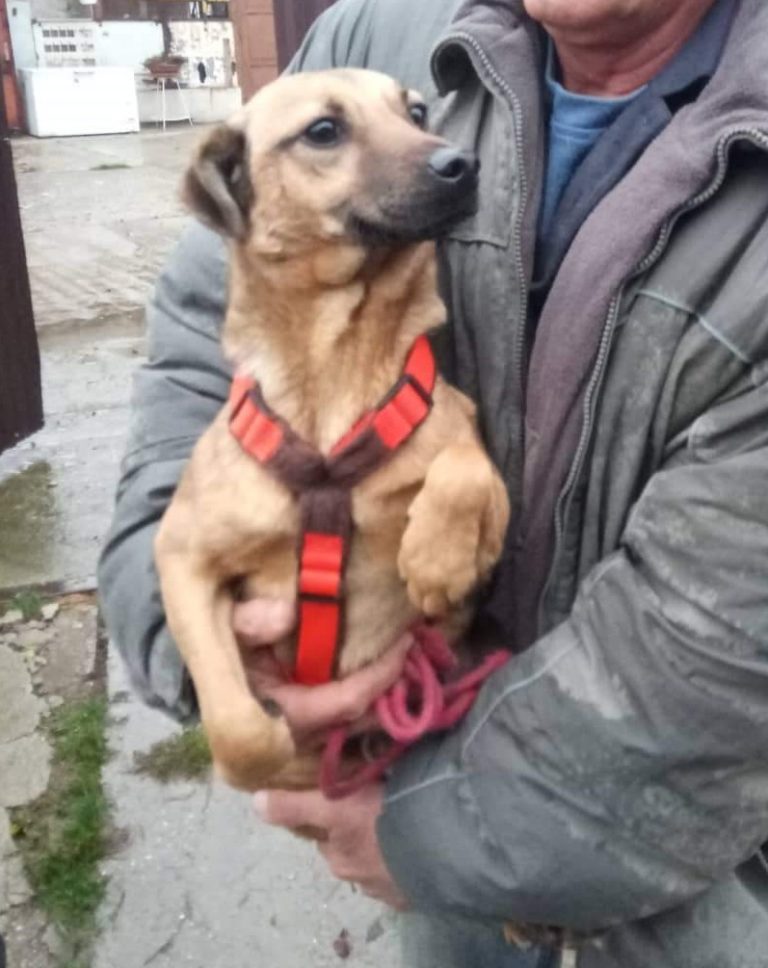 Reisende Hunde08.11.20194 Glück für Pfoten e.V.