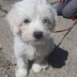 Marshal im Glück Glück für Pfoten e.V. Der Weg in ein neues Leben